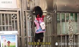 搞笑配音视频大全爆料下载,爆笑瞬间，下载笑翻天！